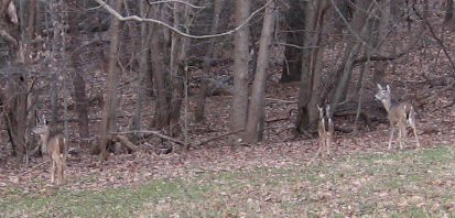 Before the horde ran through the field at the start, a herd of deer was grazing