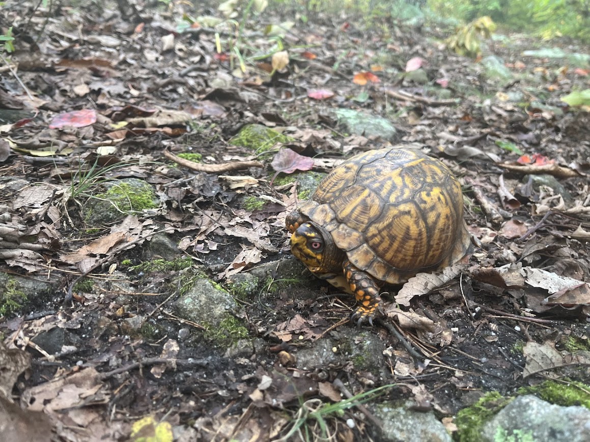 Friendly turtle #2