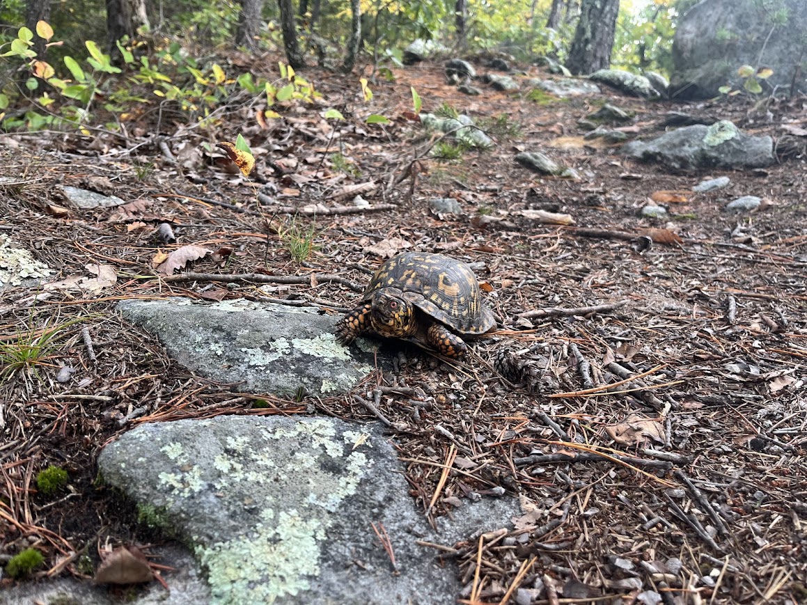 Friendly turtle #1