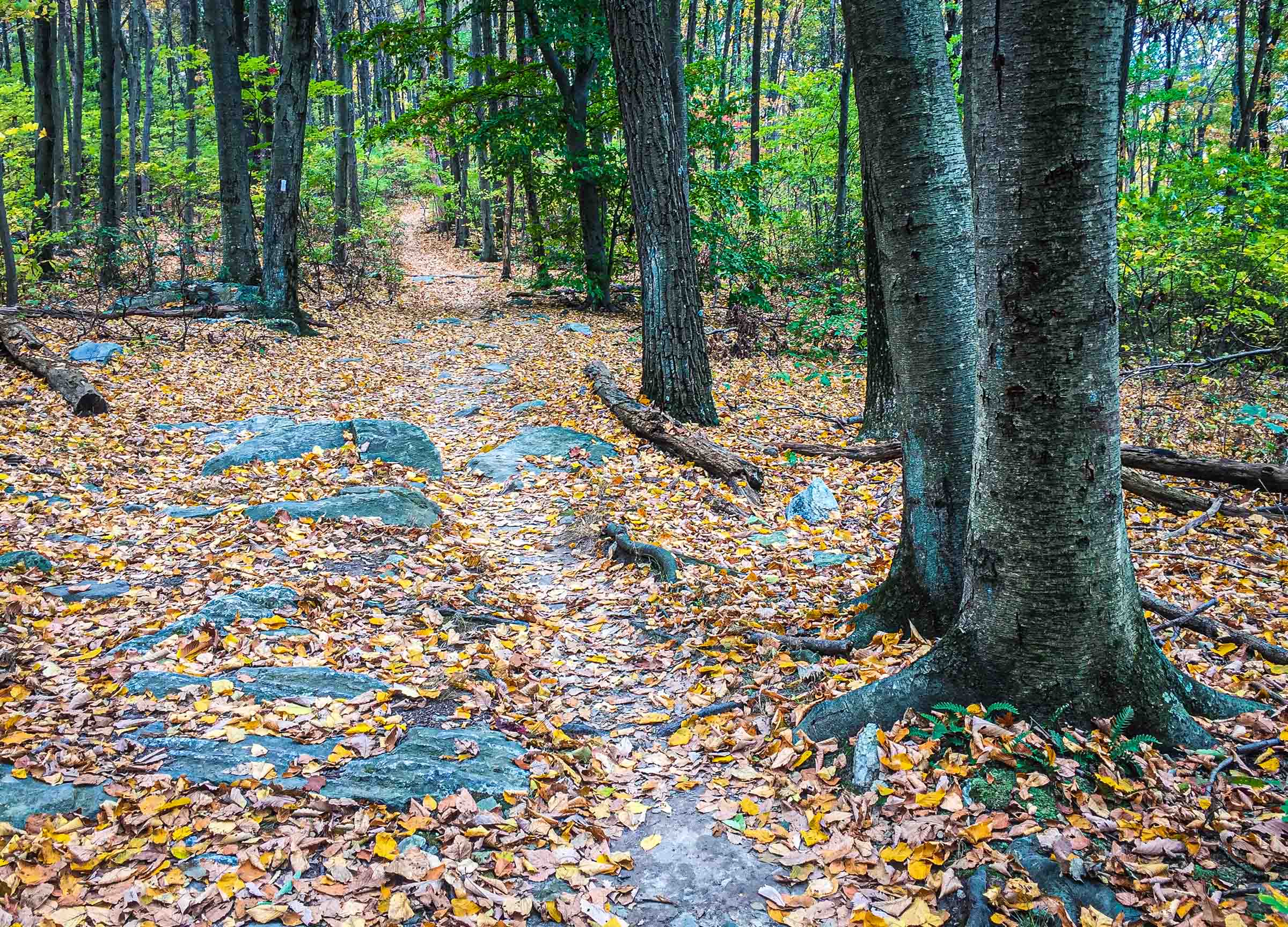 The Appalachian Trail in Maryland