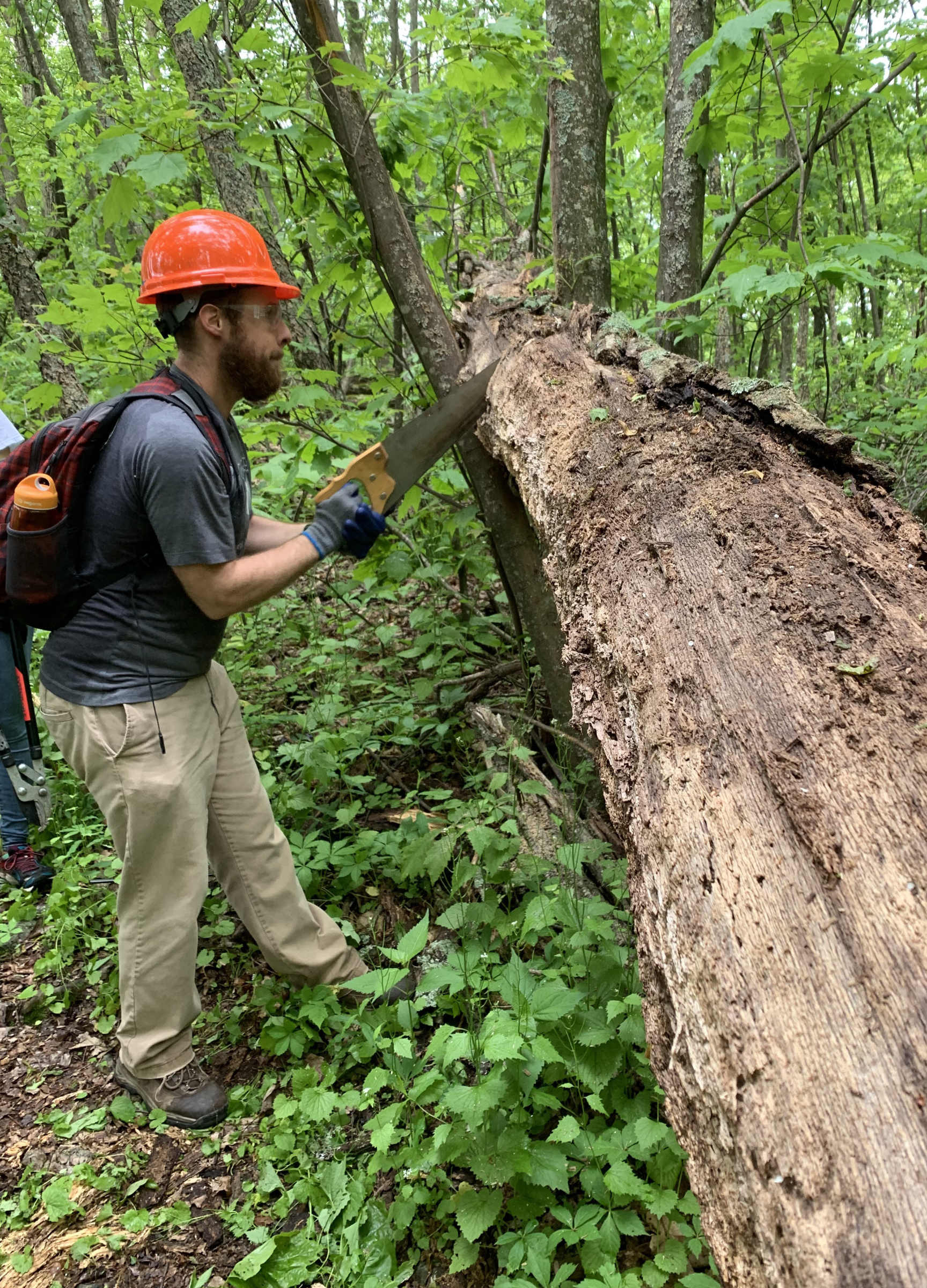 Ryan Brown sawing a log on Kerns Mountain