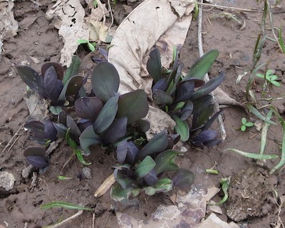 Photo of bluebells taken on March 23, 2013